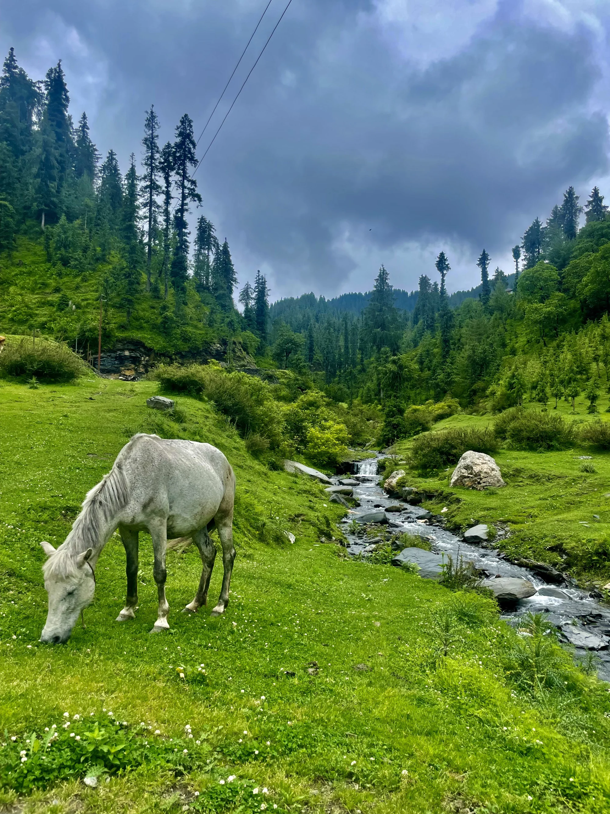 Orchard Home in the Clouds